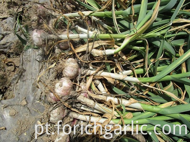 Normal White Garlic